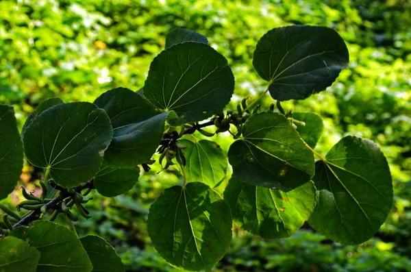 Strom ve tvaru srdce zanechává Cercidiphyllum japonicum — Stock fotografie