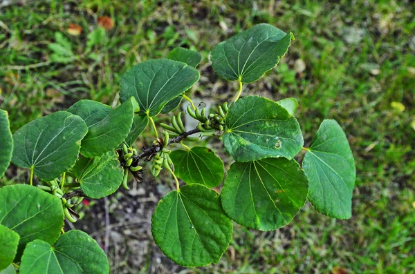 Листя серця у формі дерева Cercidiphyllum Japanicum — стокове фото