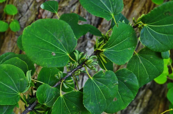 Feuilles d'arbre en forme de coeur Cercidiphyllum japonicum — Photo