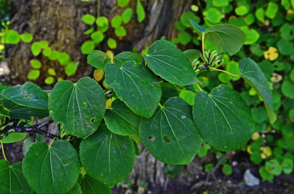 Folhas de árvore em forma de coração Cercidiphyllum japonicum — Fotografia de Stock