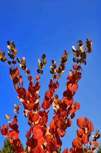 Herzförmige Baumblätter cercidiphyllum japonicum — Stockfoto