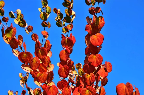 Herzförmige Baumblätter cercidiphyllum japonicum — Stockfoto
