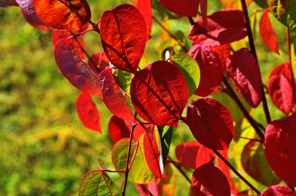 Kalp şeklinde ağaç Cercidiphyllum japonicum yaprakları