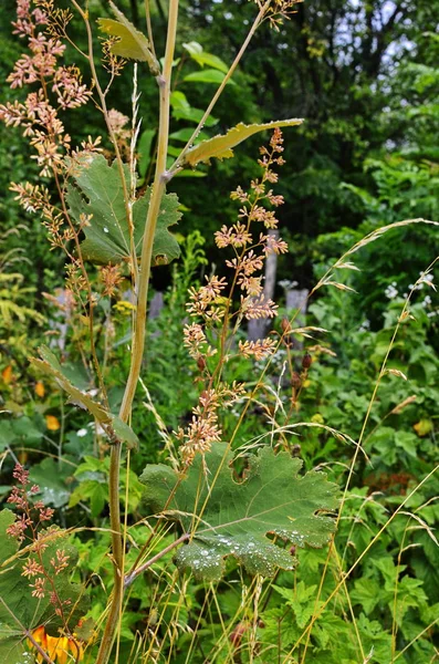 Macleaya cordata es una mala hierba venenosa, pero también una planta medicinal . — Foto de Stock