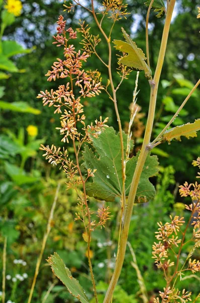 Macleaya cordata är ett giftigt ogräs, men också en medicinalväxt. — Stockfoto