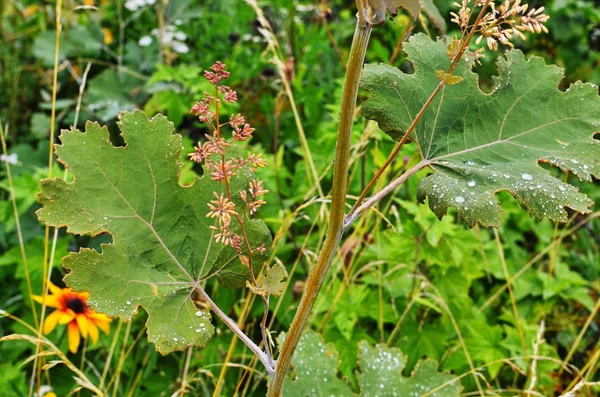 Macleaya cordata is a poisonous weed, but also a medicinal plant. — Stock Photo, Image