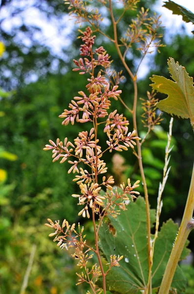 マクレアヤのコルデータは有毒な雑草ですが、薬用植物でもあります. — ストック写真