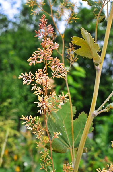 Macleaya cordata es una mala hierba venenosa, pero también una planta medicinal . — Foto de Stock
