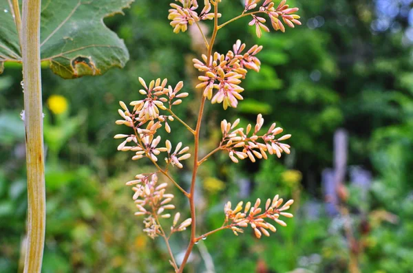 Macleaya cordata es una mala hierba venenosa, pero también una planta medicinal . — Foto de Stock