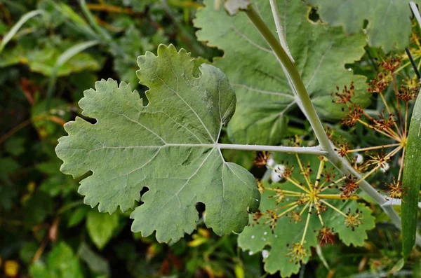 Green leaves of Macleaya cordata plant — Stock Photo, Image