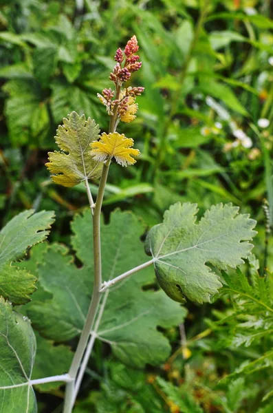 Macleaya cordata is een giftig onkruid, maar ook een medicinale plant. — Stockfoto