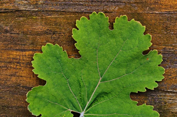 Зелене листя заводу macleaya мелколистная — стокове фото