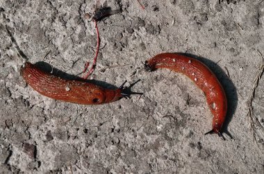 ormanda kırmızı salyangoz