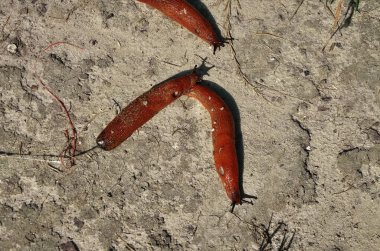 ormanda kırmızı salyangoz