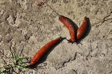 ormanda kırmızı salyangoz