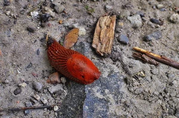 Escargot rouge dans la forêt — Photo