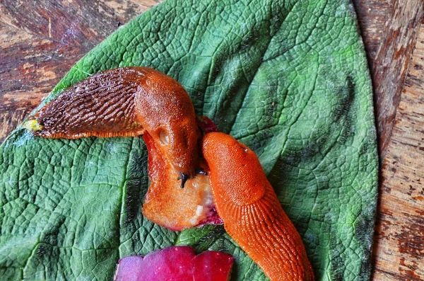 森林里的红蜗牛 — 图库照片