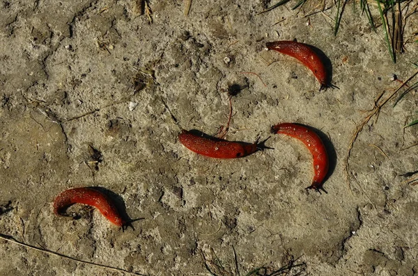 숲속의 붉은 달팽이 — 스톡 사진