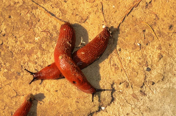 Caracol vermelho na floresta — Fotografia de Stock