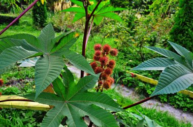 Castor, Castor Bean, Castor oil plant. clipart