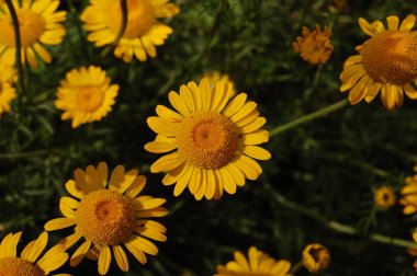 Cota tinctoria bitkilerinin sarı çiçekleri