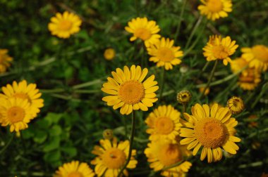 Cota tinctoria bitkilerinin sarı çiçekleri