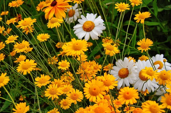 코타팅 토리아 식물의 노란 꽃들 — 스톡 사진
