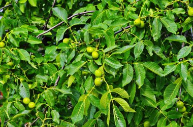 Bir ağaçta taze Yunan cevizi