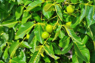 Bir ağaçta taze Yunan cevizi