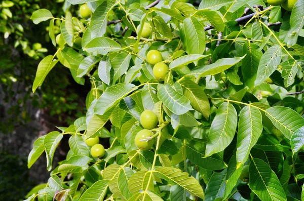 Bir ağaçta taze Yunan cevizi