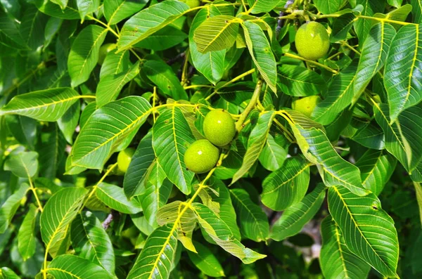 Bir ağaçta taze Yunan cevizi