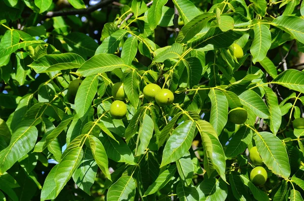Bir ağaçta taze Yunan cevizi