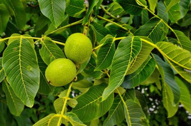 Bir ağaçta taze Yunan cevizi