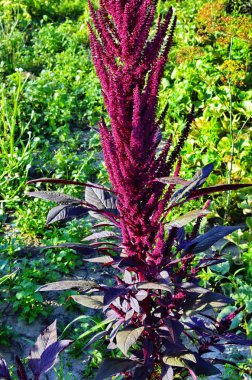 Kırmızılı Amaranth Bitkisi