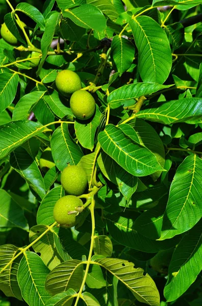 Bir ağaçta taze Yunan cevizi