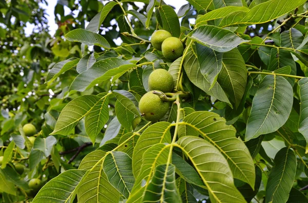 Bir ağaçta taze Yunan cevizi