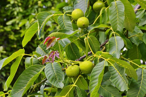Bir ağaçta taze Yunan cevizi