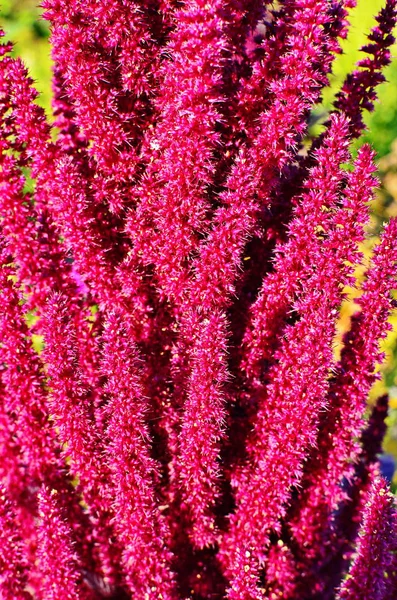 Kırmızılı Amaranth Bitkisi