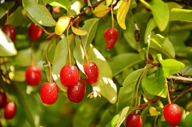 elaeagnus multiflora, renkli meyveler, farklı kırmızı