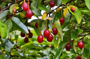 elaeagnus multiflora, renkli meyveler, farklı kırmızı