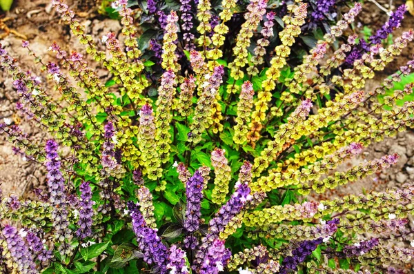 Blume der Basilikumpflanze im Garten — Stockfoto