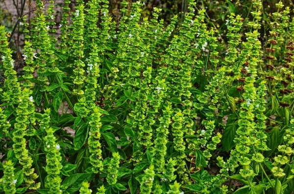 Flower of basil plant, in the garden — Stock Photo, Image