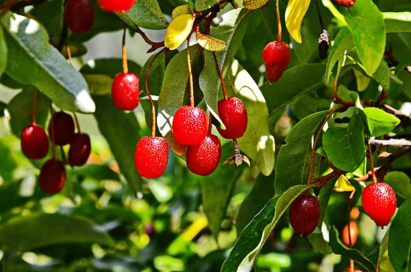 elaeagnus multiflora, renkli meyveler, farklı kırmızı