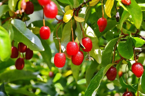 elaeagnus multiflora, renkli meyveler, farklı kırmızı