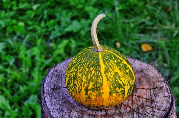 Pile de petites citrouilles mignonnes au patch de citrouille — Photo