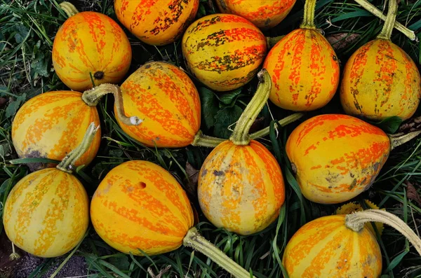 Pila de pequeñas calabazas lindas en el parche de calabaza — Foto de Stock