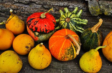 Balkabağı tarlasında küçük şirin balkabakları yığını