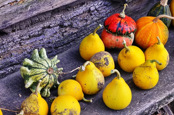 Pile of small cute pumpkins at pumpkin patch — Stock Photo, Image