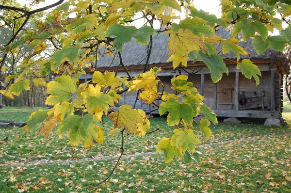 Die Herbstblätter der Bäume sind gelb. — Stockfoto