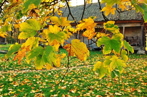 Les feuilles d'automne des arbres sont jaunes . — Photo